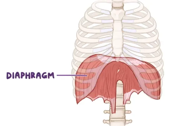 Diaphragm-580x405